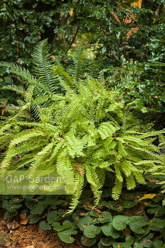 Adiantum pedatum, Asarum caudatum - Maidenhair Ferns with Wild Ginger