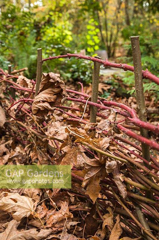 Cornus sericea - Red-twig Dogwood low wattle fence with fallen Bigleaf Maple leaves