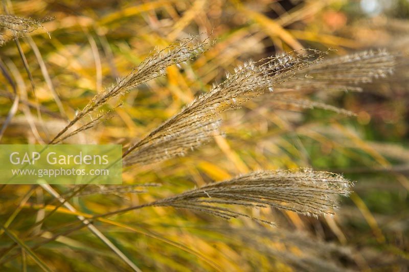 Miscanthus sinensis 'Arabesque' - 'Arabesque' Maiden Grass seedheads detail