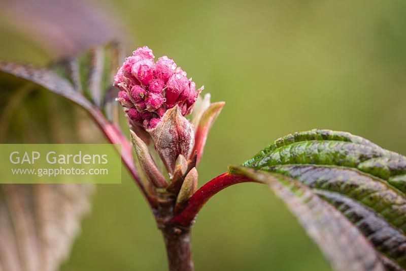 Viburnum x bodnantense 'Dawn' - 'Dawn' Viburnum flower buds with raindrops