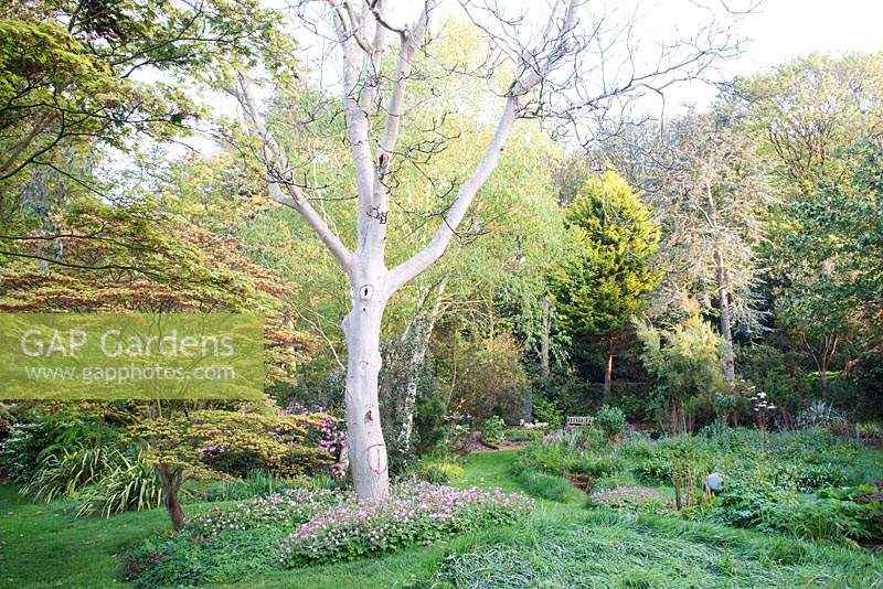Early morning sunlight in a woodland garden