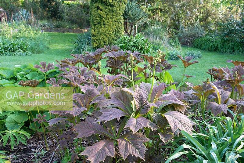 Early morning sunlight in a woodland garden with young leaves of Rodgersia podophylla in foreground