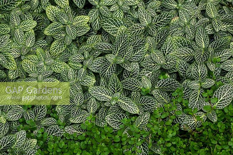 Fittonia albivenis 'Nana' - Silver Net-Leaf or Nerve  Plant - mixed with Soleirolia soleirolii - Baby Tears, view from above
