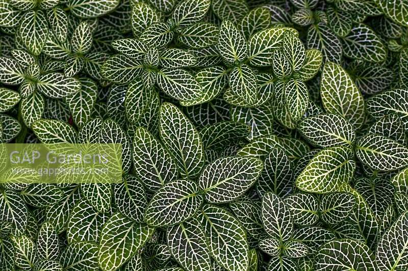 Fittonia albivenis 'Nana' - Silver Net-Leaf or Nerve  Plant - view from above