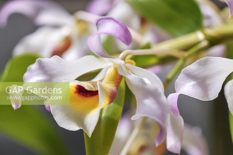 Blooming Dendrobium signatum - Orchid or Marked Dendrobium, Dendrobium hildebrandtii, Dendrobium tortile var. hildebrandi