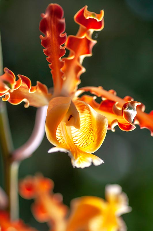 Schomburgkia - Orchid, syn. Myrmecophila or Laelia