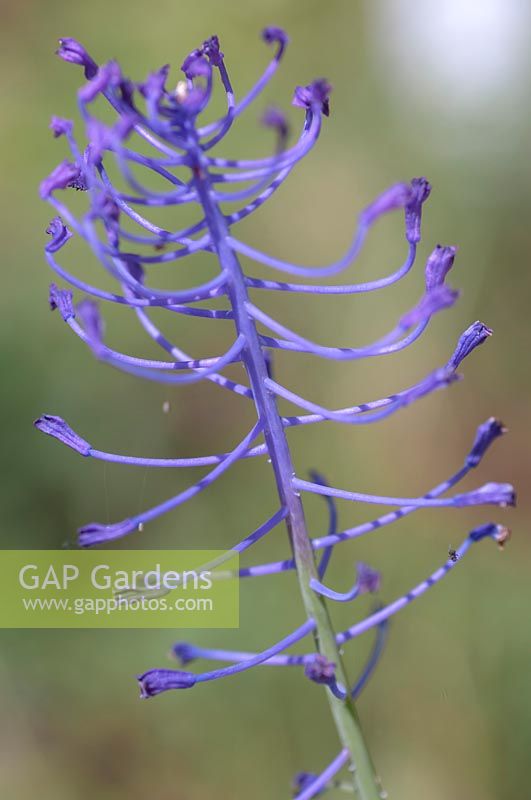 Muscari comosum - Tassel Hyacinth syn. Leopoldia comosa - flower detail 