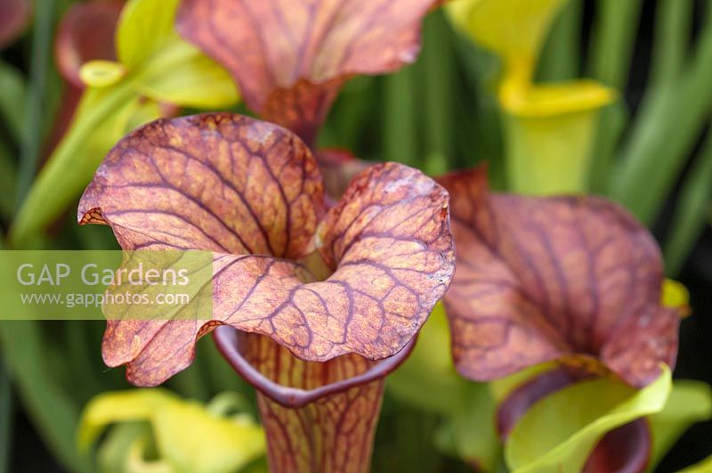Sarracenia flava atropurpurea -  Pitcher Plant or Trumpet Pitcher-  lid detail