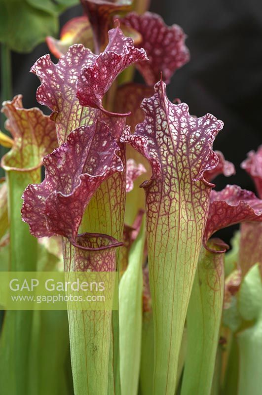 Sarracenia - Pitcher - plants showing lip and veins 