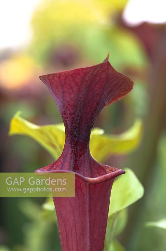 Sarracenia flava atropurpurea - Pitcher Plant or Trumpet Pitcher 