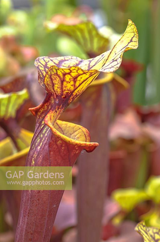 Sarracenia flava ornata - Yellow Pitcher Plant or Trumpet Pitcher