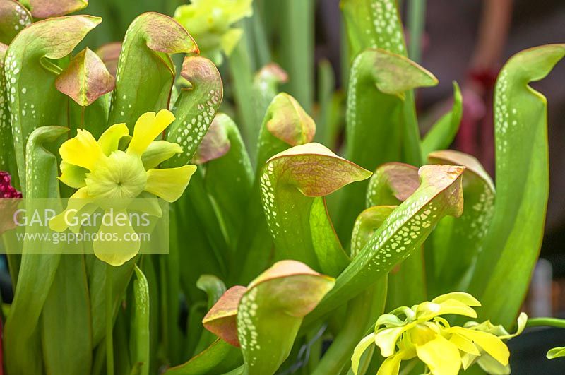 Flowers of Sarracenia minor - Pitcher Plant
