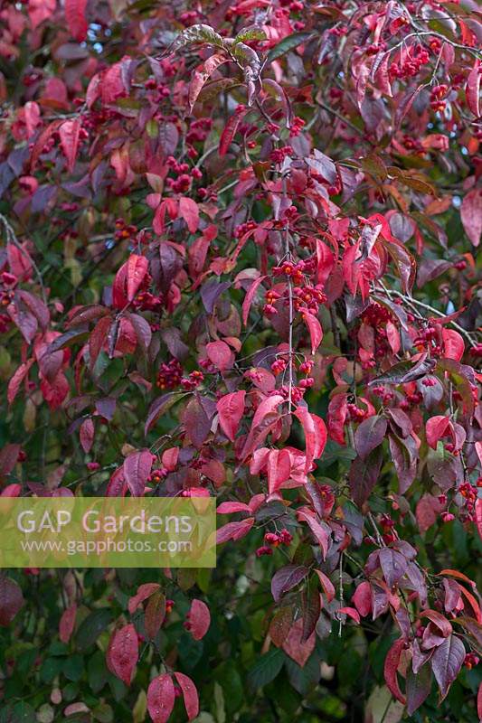 Euonymus europaeus 'Red Cascade' in Autumn