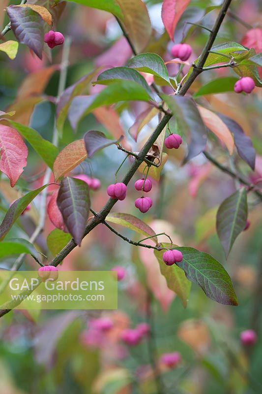 Euonymus hamiltonianus 'Pink Delight' with Fruit in Autumn