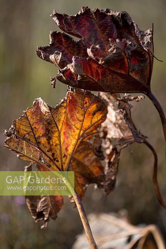 Darmera peltata, Unbrella plant leaves in Autumn