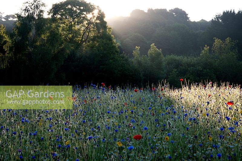 Meadow with poppies, cornflowers, corn marigold, The Garlic Farm, Isle of Wight