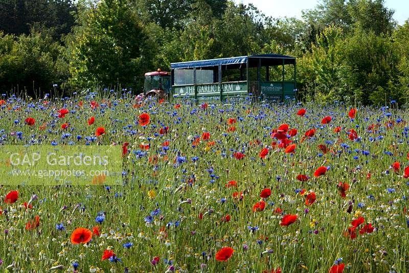 Wild meadow at The Garlic Farm, Isle of Wight.