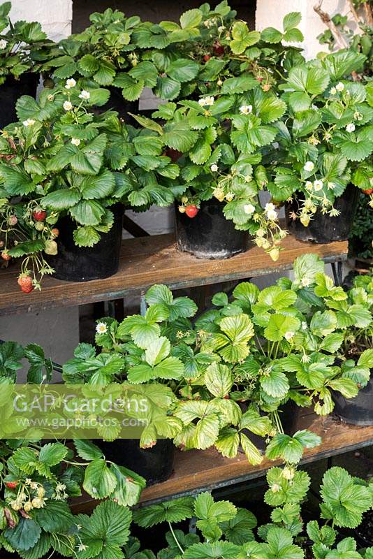Strawberries grown in pots on staging in September