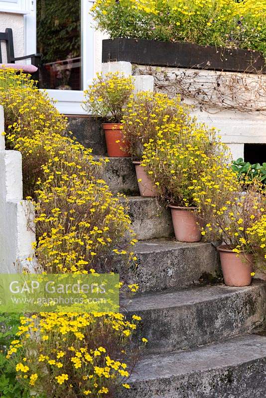 Steps framed by pots of yellow Tagetes 'Lemon Gem' lead down into the back garden.