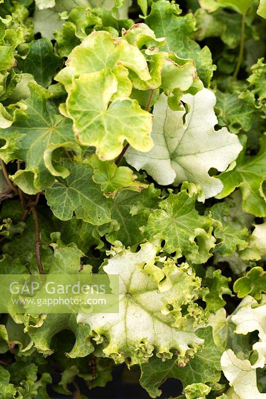 Hedera helix 'Clotted Cream'
