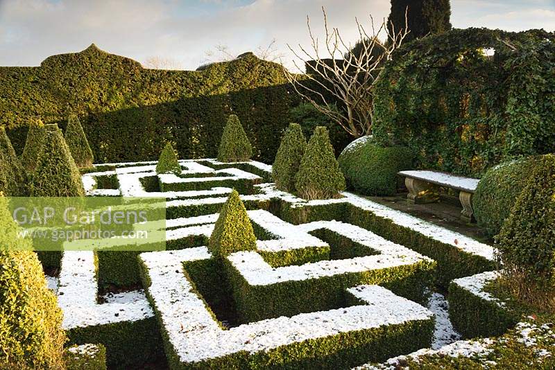 A knot garden dusted with snow and punctuated by variegated Buxus - Box - pyramids, all enclosed in formal hedge with Hedera - Ivy - arbour with stone bench