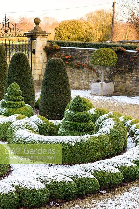 Corner of parterre showing clipped Buxus - Box - dusted with snow plus Taxus - Yew - columns, with stone wall and gate beyond