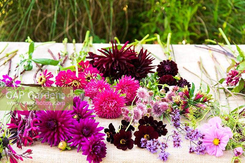 Flower stems ready to be arranged in shades of cerise, magenta and dark red including: Dahlia, Aster, Chocolate cosmos, Astrantia and Zinnia 