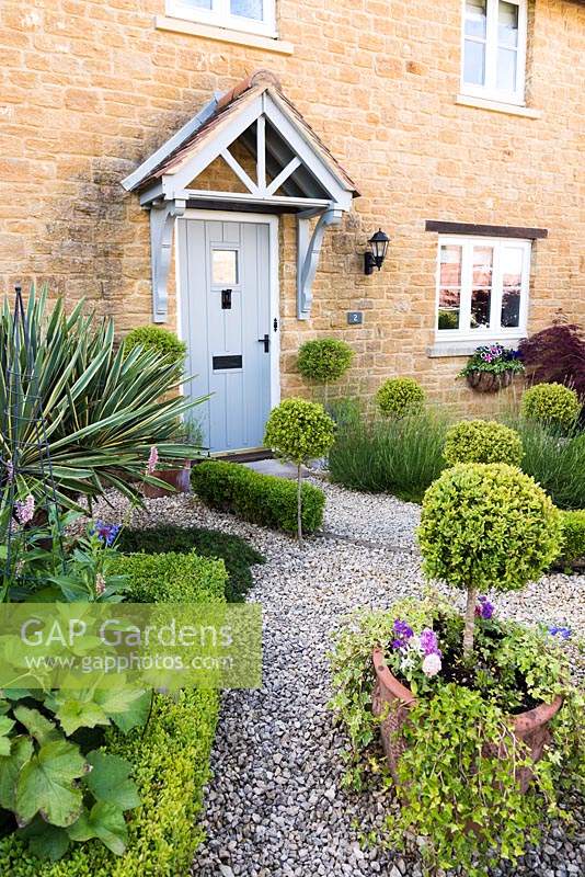 Contemporary cottage front garden with clipped box and clipped standard Ilex crenata
