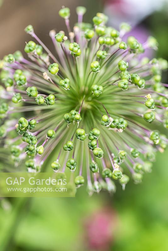 Allium 'Purple Sensation' Seedhead