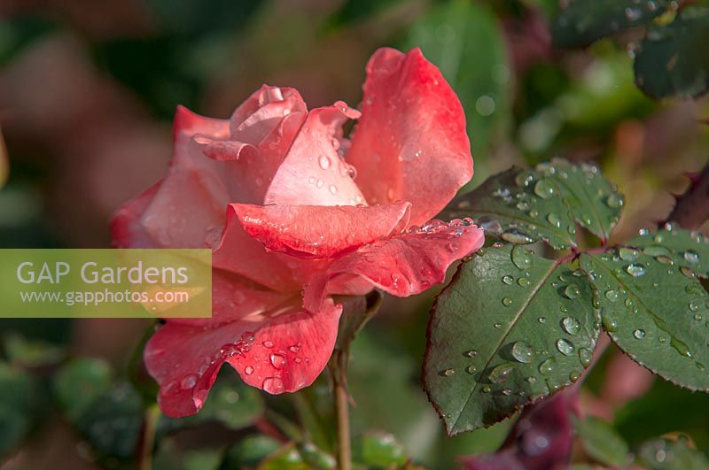 Rose 'Espoir de Lyse' - F. Dorieux, 2015, with drops after rain.