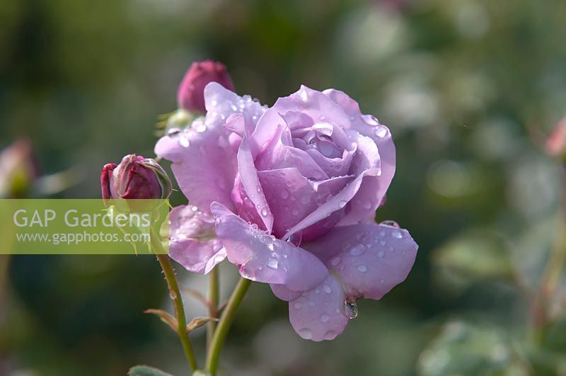 Rosa 'Novalis' - 'Poseidon', 'KORfriedhar' floribunda rose with drops after rain. 