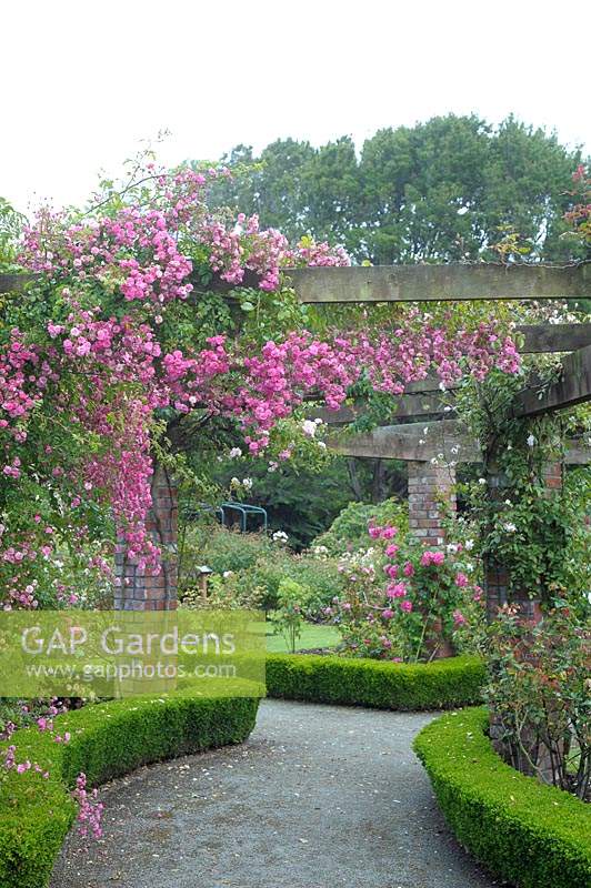View through pergola made of brick with timber beams covered with Rosa 'Minnehaha' - Rambler Rose - paved path edged with Buxus - Box - edging