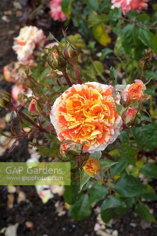 Rosa 'Oranges and Lemons' - Floribunda Rose