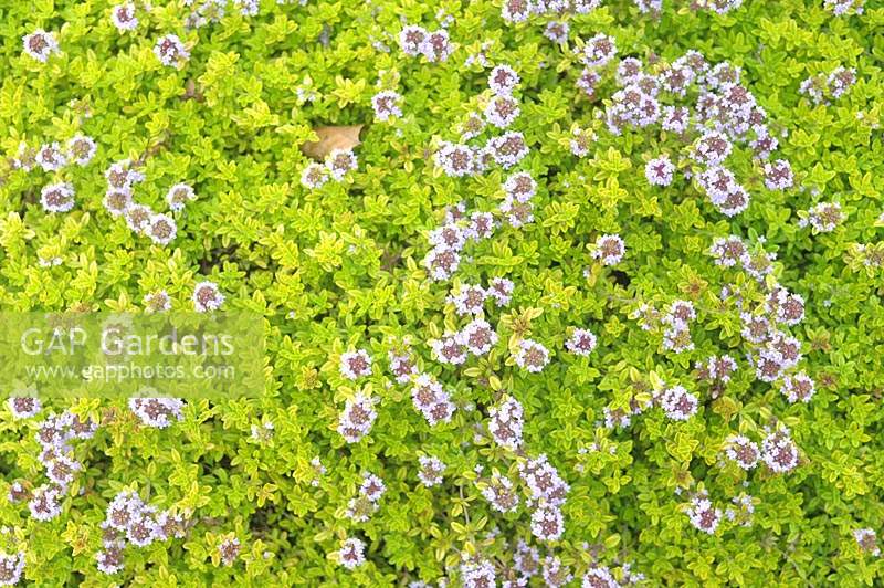 Thymus 'Golden Carpet' - Thyme - viewed from above