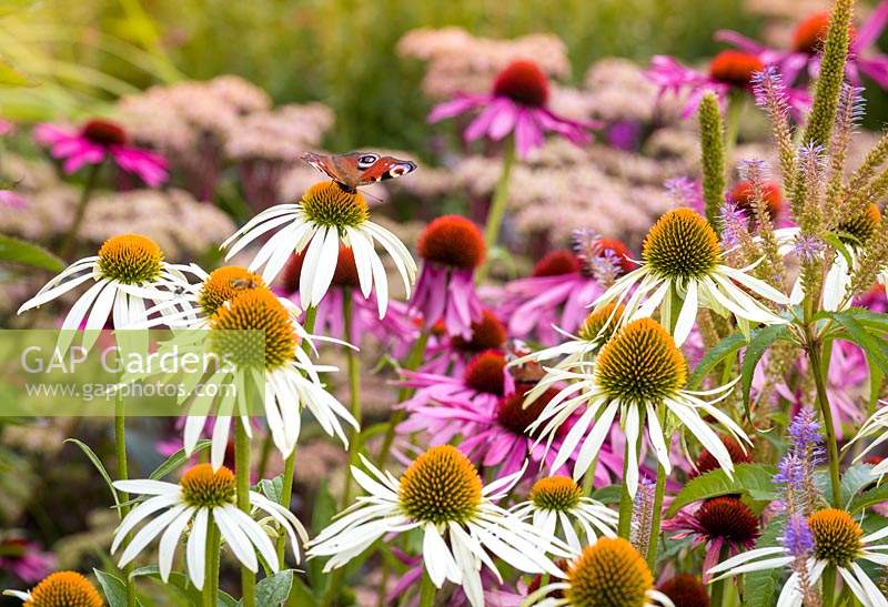 A butterfly lands on a white Echinacea