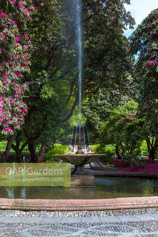 Rhododendrons shed their petals around the Neptune Cascade and Fountain, at Holker Hall, Cumbria, UK