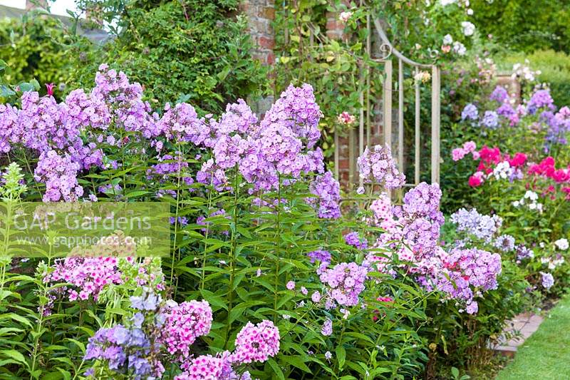 Phlox paniculata in the Main Herbaceous Border area of Wollerton Old Hall Garden, Shropshire, UK - close to the gates to The Font Garden