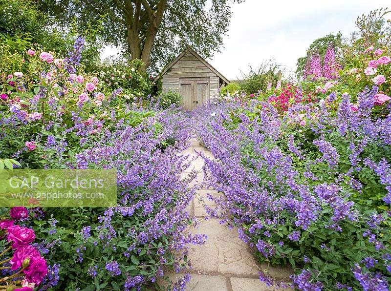 Nepeta tumbles over a path in The Rose Garden at Wollerton Old Hall Garden, Shropshire, UK. Delphiniums and Penstemons