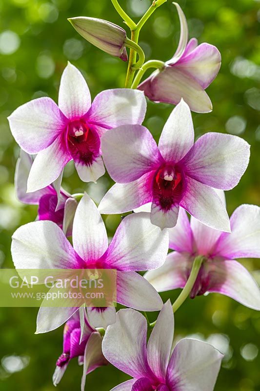 Dendrobium nobile 'Polar Fire' orchid