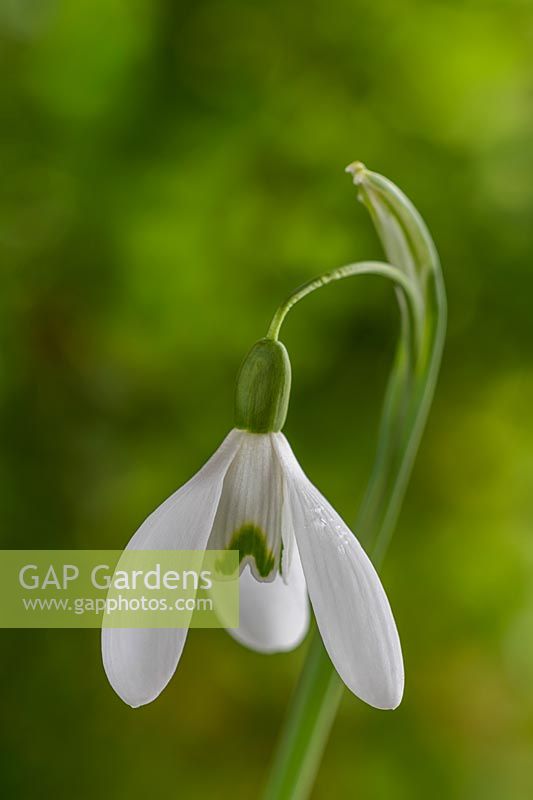 Galanthus 'Magnet' snowdrops
