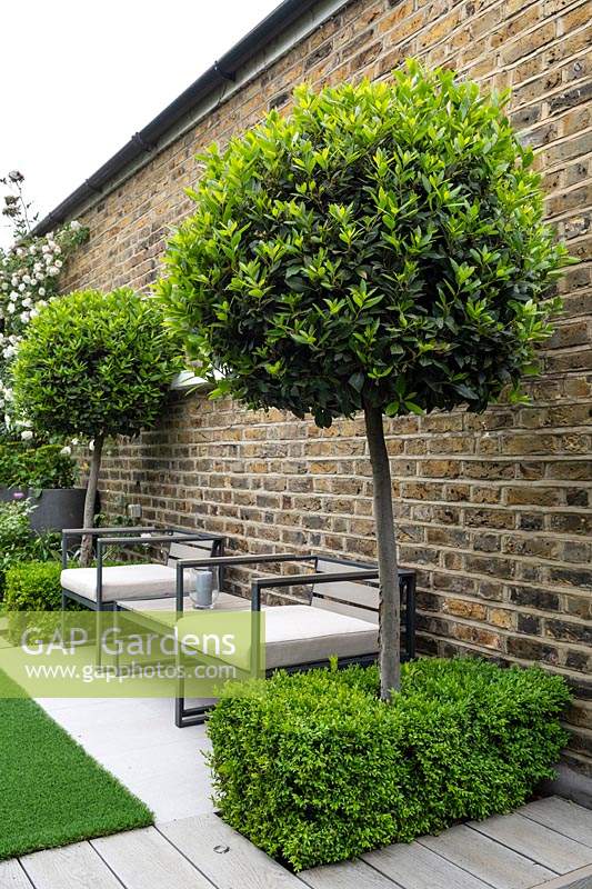 A pair of clipped bay trees Laurus nobilis flank the seating area at the bottom of the garden.