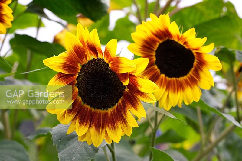 Helianthus annuus 'Ring of Fire' - Sunflower 