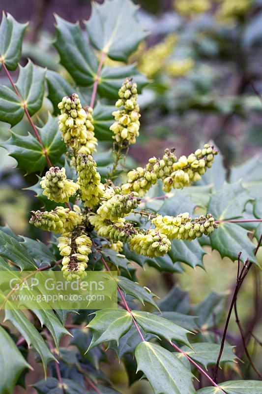 Mahonia japonica Bealei group