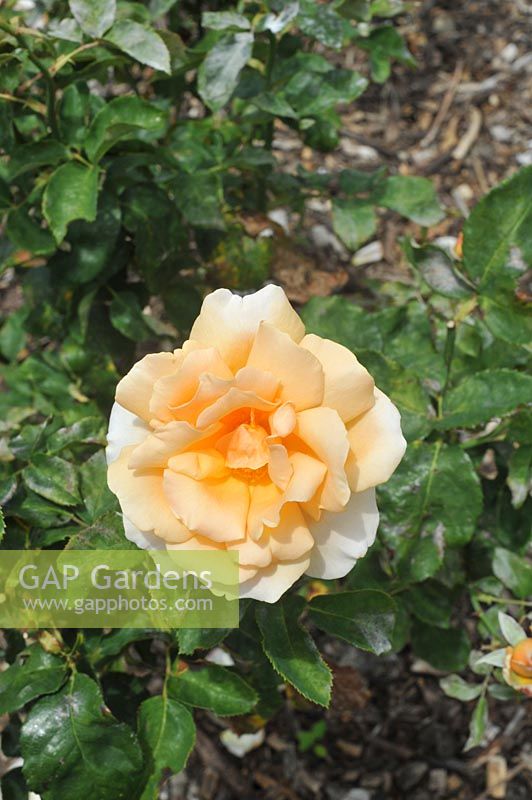 Rosa 'Clodagh Mcgredy' rose