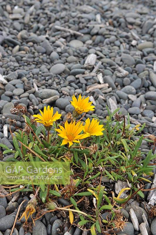 Gazania linearis 'Striped Treasure flower' growing on the beach in Napier, New Zealand