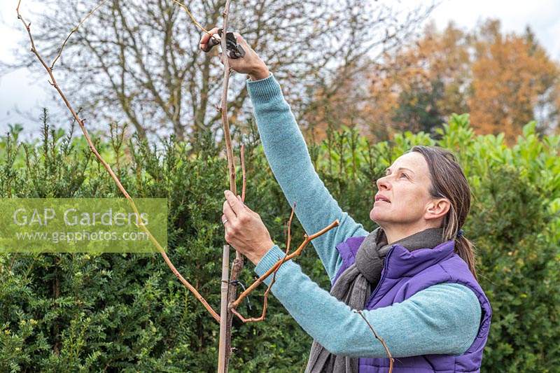 Woman pruning Gelditsia 'Sunburst' with secateurs 