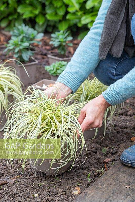 Woman placing potted Carex in a new border ready for planting