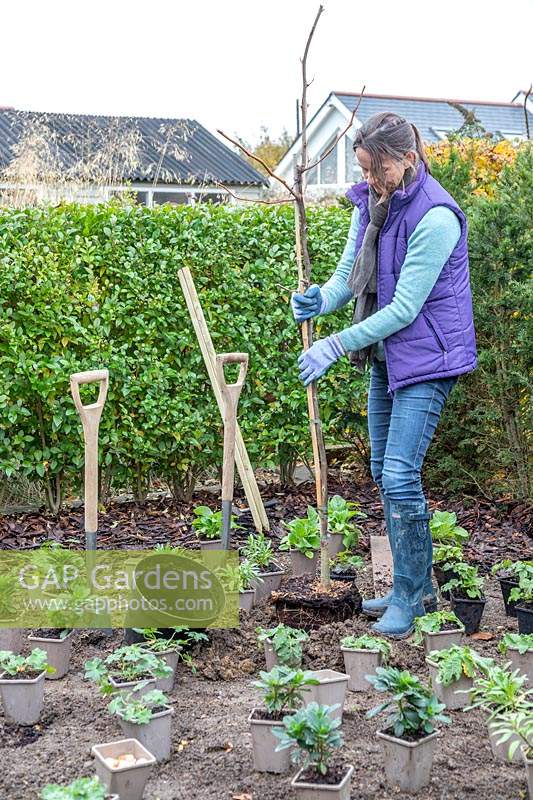 Woman planting a Gelditsia tree in a new border 