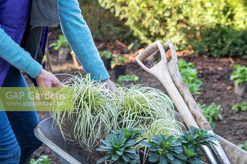 Woman removing potted plants from a wheelbarrow, ready to plant in a new border