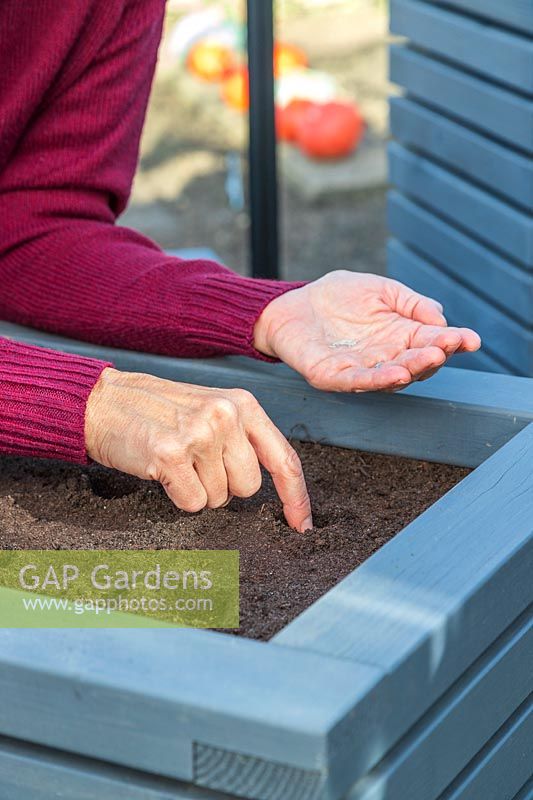 Using a finger to make indents in compost prior to sowing Lettuce seeds